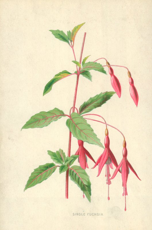 Enkele Fuchsia door Frederick Edward Hulme