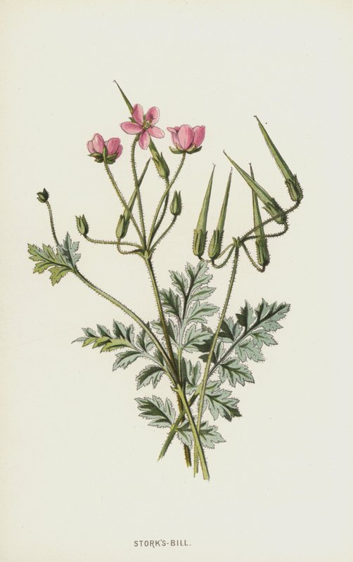 Reigersbek door Frederick Edward Hulme
