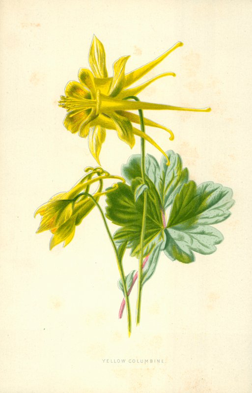 Gele akelei door Frederick Edward Hulme