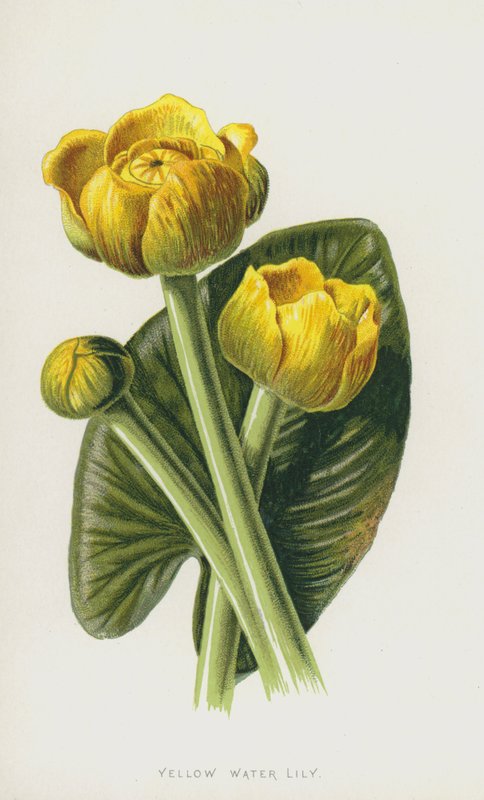 Gele Plomp door Frederick Edward Hulme
