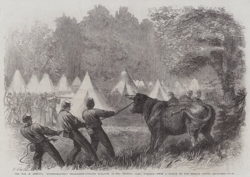 De oorlog in Amerika, afdeling kwartiermeester, het doden van ossen in het federale kamp, Virginia door Frederick John Skill