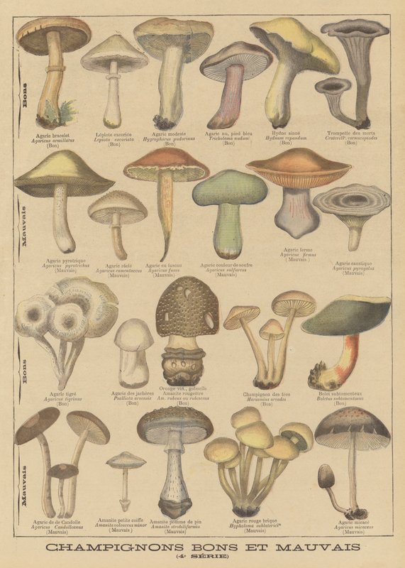Eetbare en giftige paddenstoelen door French School