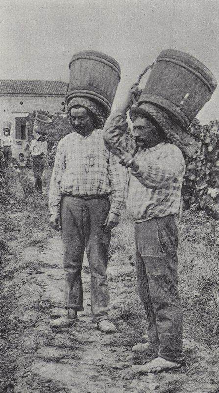 Druivenplukkers aan het werk (zwart-wit foto) door French Photographer