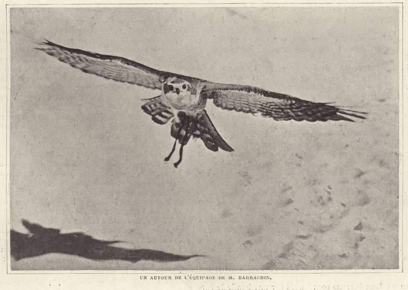 Een van de vogels van M Barrachin door French Photographer