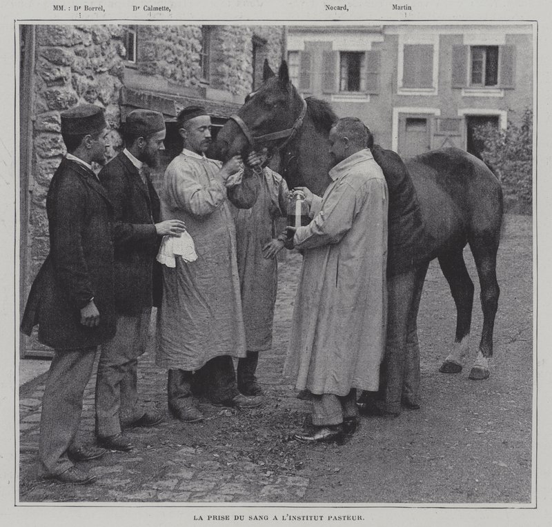 Een bloedmonster nemen van een paard bij het Institut Pasteur, Parijs door French Photographer