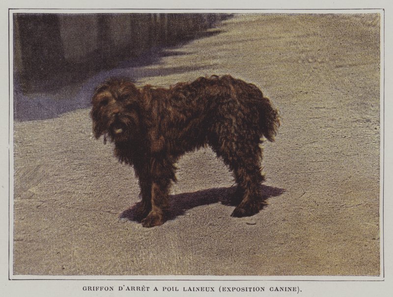Wollige Griffon door French Photographer
