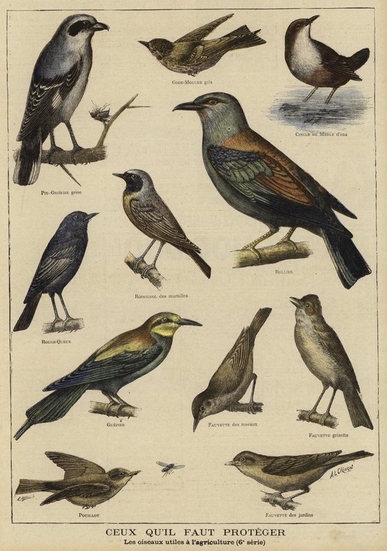 Vogels die bescherming nodig hebben vanwege hun nut voor de landbouw door French School