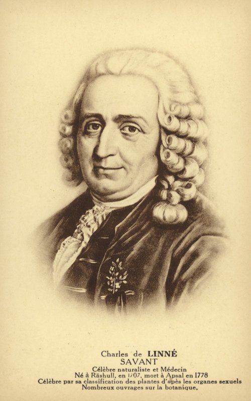 Carl Linnaeus (1707-1778), Zweedse botanicus en zoöloog (litho) door French School