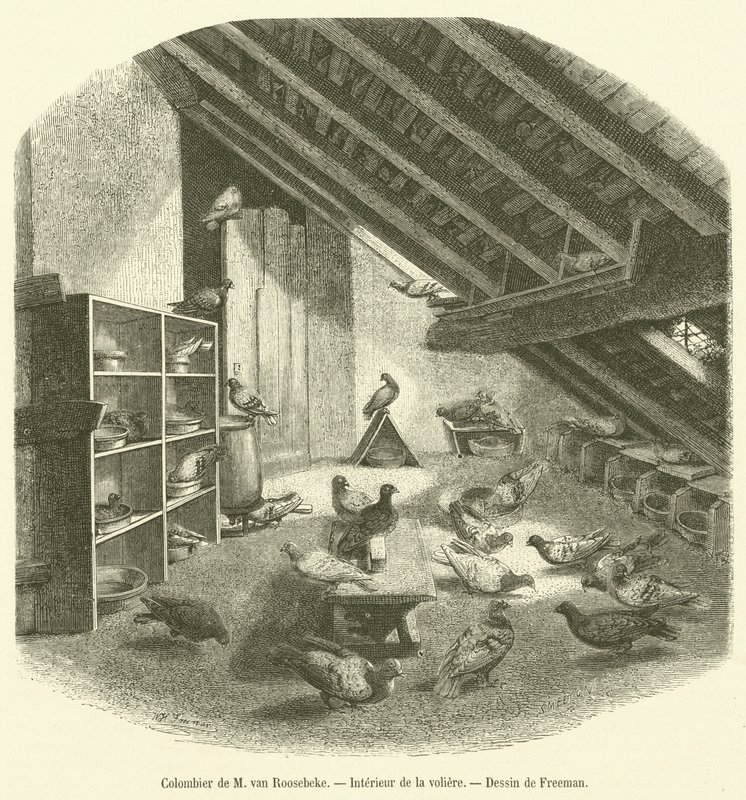 Colombier de M van Roosebeke, Interieur de la voliere door French School