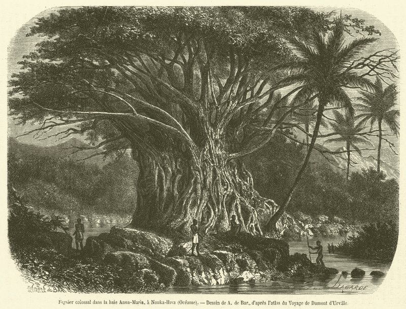 Kolossale vijgenboom in de Anna-Maria baai, Nouka-Hiva, Oceanië door French School