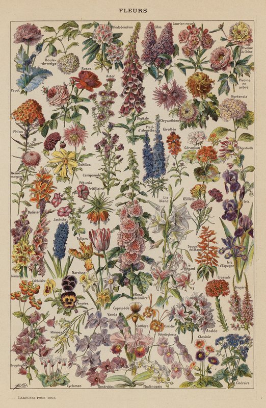 Bloemen door French School