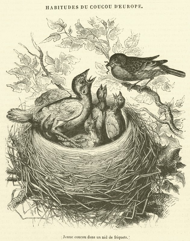 Jonge koekoek in een musnesten (gravure) door French School