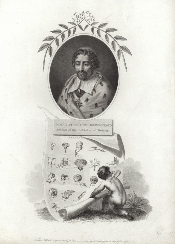 Joseph Pitton de Tournefort door French School