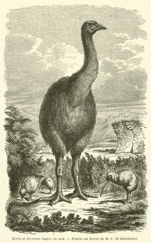 Kiwis en Dinornis ingens of moa (gravure) door French School