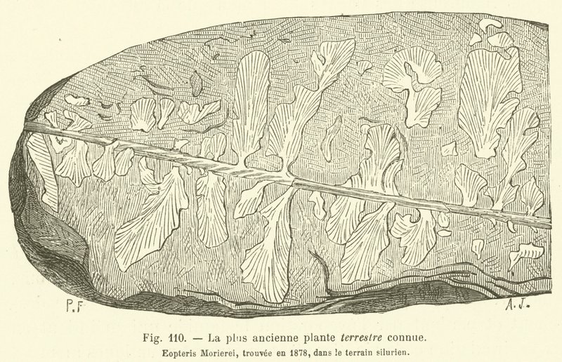 De oudst bekende aardplant (gravure) door French School