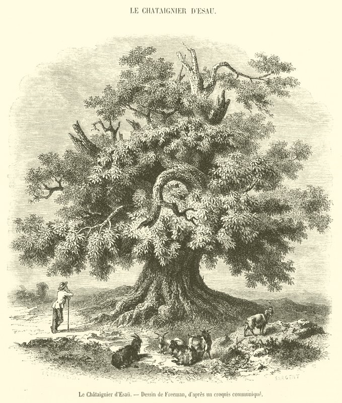 De kastanjeboom van Esau (gravure) door French School