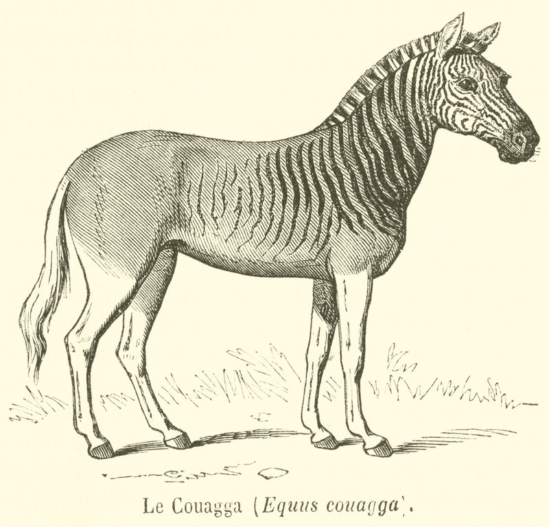 Le Couagga, Equus couagga door French School