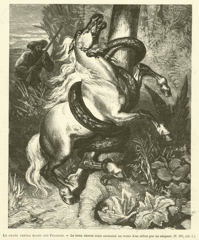 Het grote witte paard van de prairies door French School