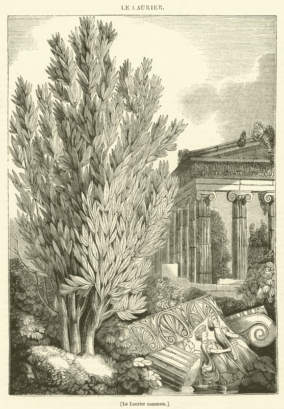 Laurier (gravure) door French School