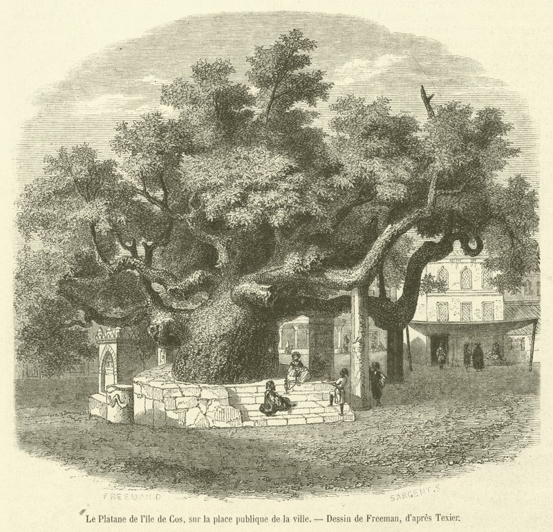 De plataan van het eiland Kos, op het openbare plein van de stad (gravure) door French School