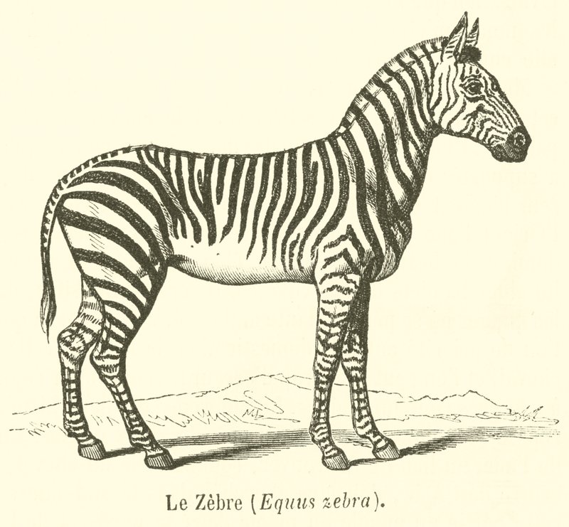 De zebra, Equus zebra door French School