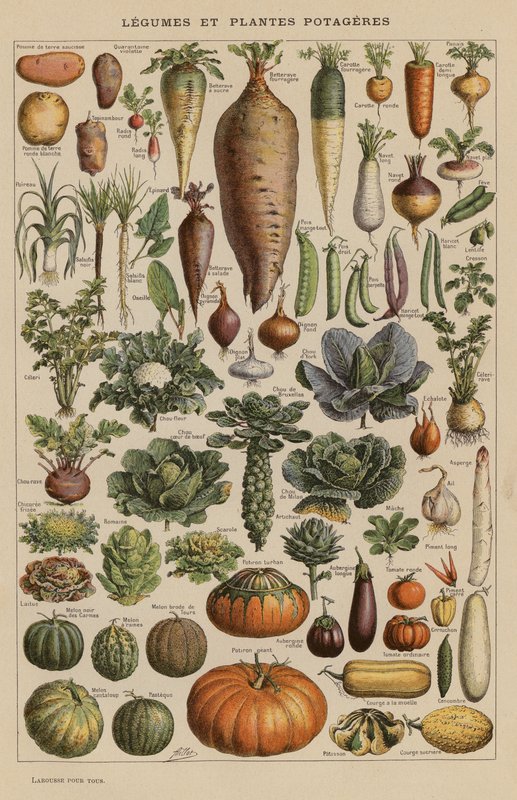 Groenten en moestuinplanten door French School