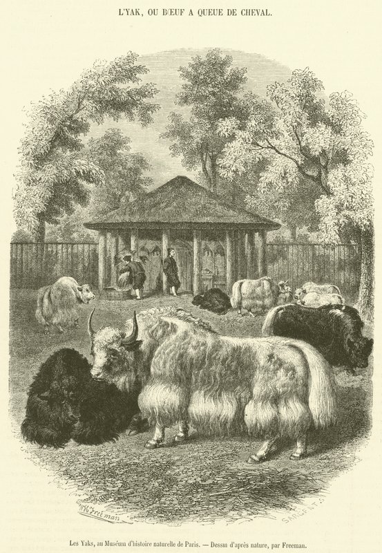 De Yaks, in het Museum voor Natuurgeschiedenis van Parijs (gravure) door French School