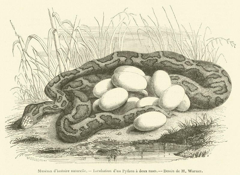 Natuurhistorisch museum, Incubatie van een Python met twee strepen door French School