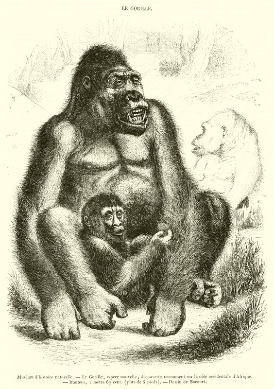 Natuurhistorisch museum, De gorilla door French School