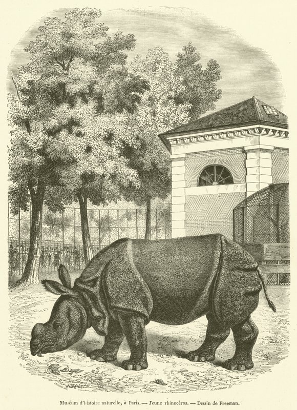 Natuurhistorisch Museum, in Parijs, jonge neushoorn door French School