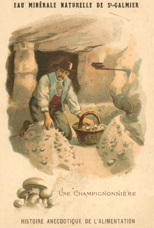 Paddestoelenkweker (chromolitho) door French School