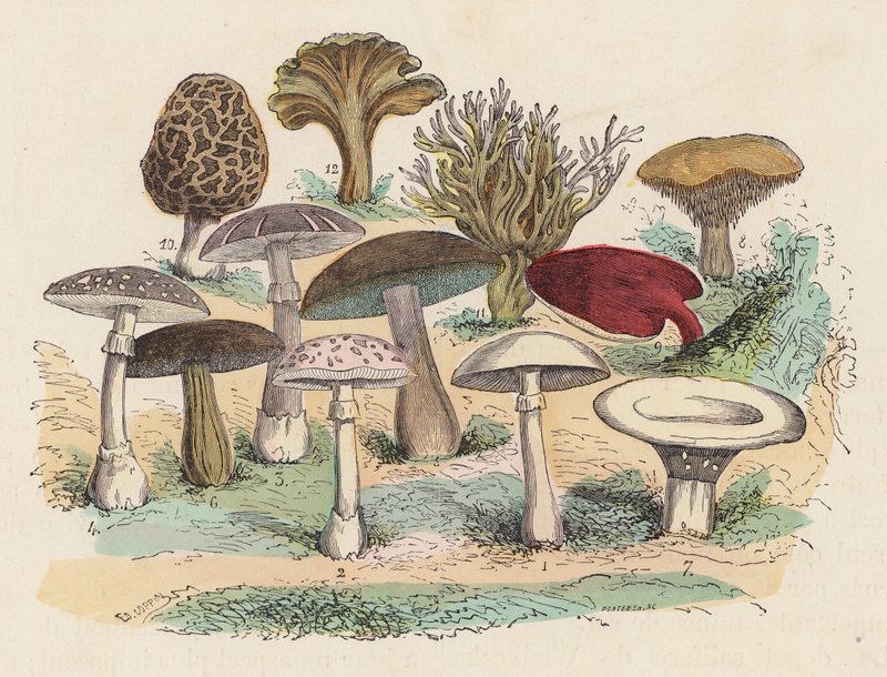 Paddenstoelen door French School