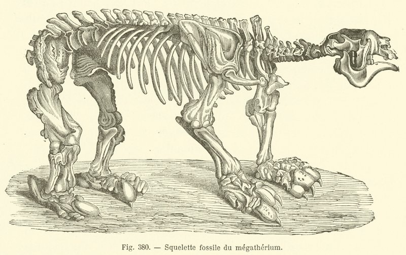 Fossiel skelet van het megatherium door French School