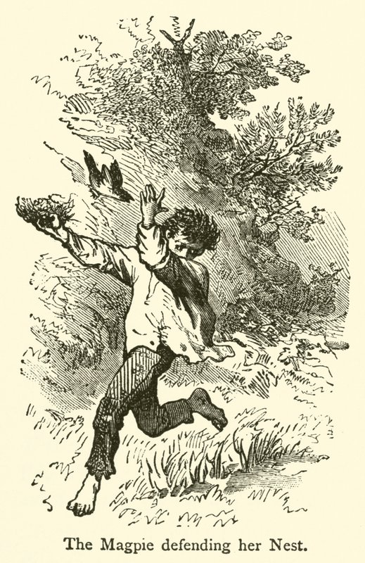De ekster verdedigt haar nest (gravure) door French School