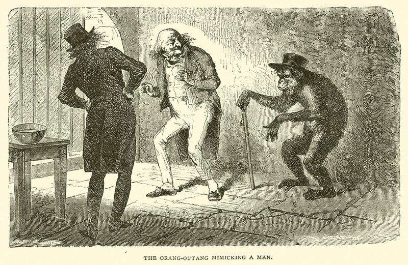 De Orang-Outang die een Man nadoet (gravure) door French School