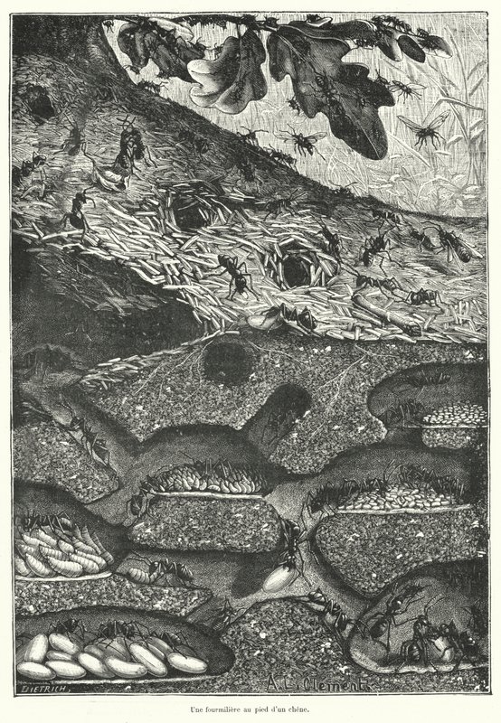 Uitzicht op het interieur van een mierennest aan de voet van een eik (gravure) door French School