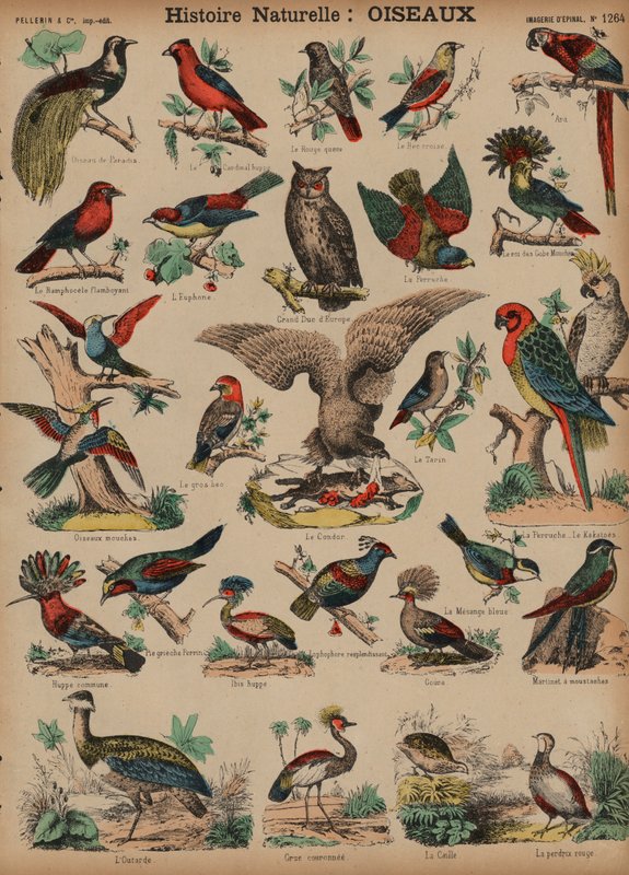 Wilde vogels door French School