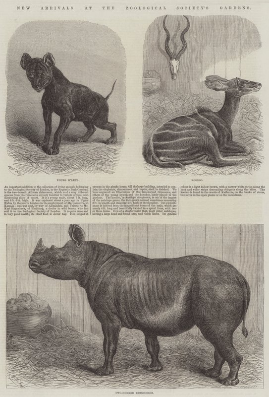 Nieuwe aankomsten in de tuinen van de Zoological Society door Friedrich Wilhelm Keyl