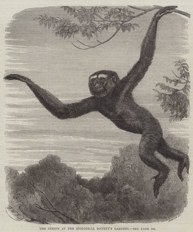 De gibbon in de tuinen van de Zoological Society door Friedrich Wilhelm Keyl