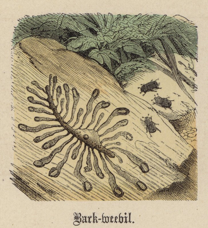 Schorskever door Friedrich Specht