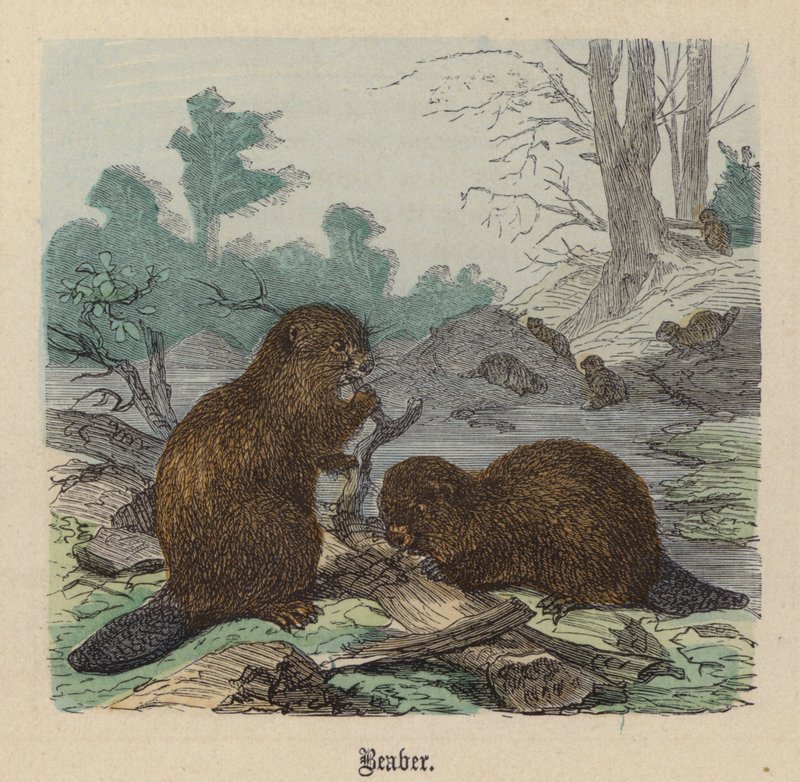 Bever door Friedrich Specht