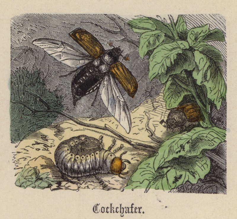 Meikever door Friedrich Specht