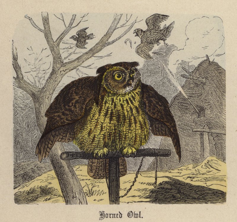 Oehoe door Friedrich Specht
