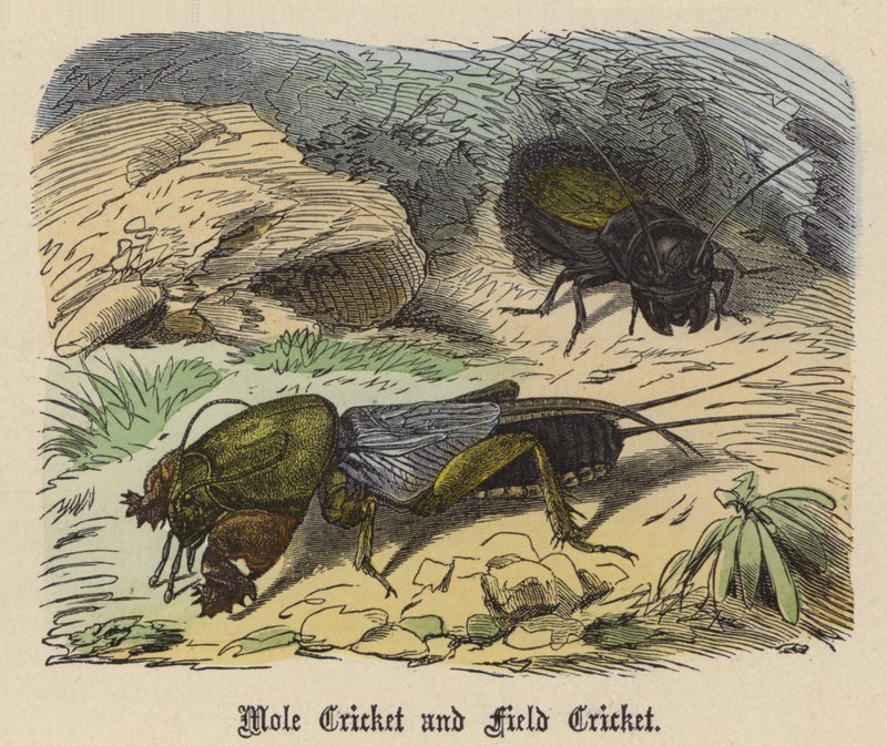 Veldkrekel en Molkrekel door Friedrich Specht
