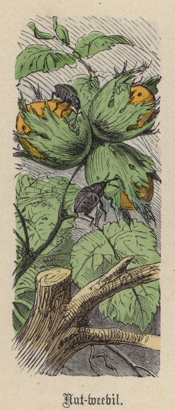 Notenboorder door Friedrich Specht