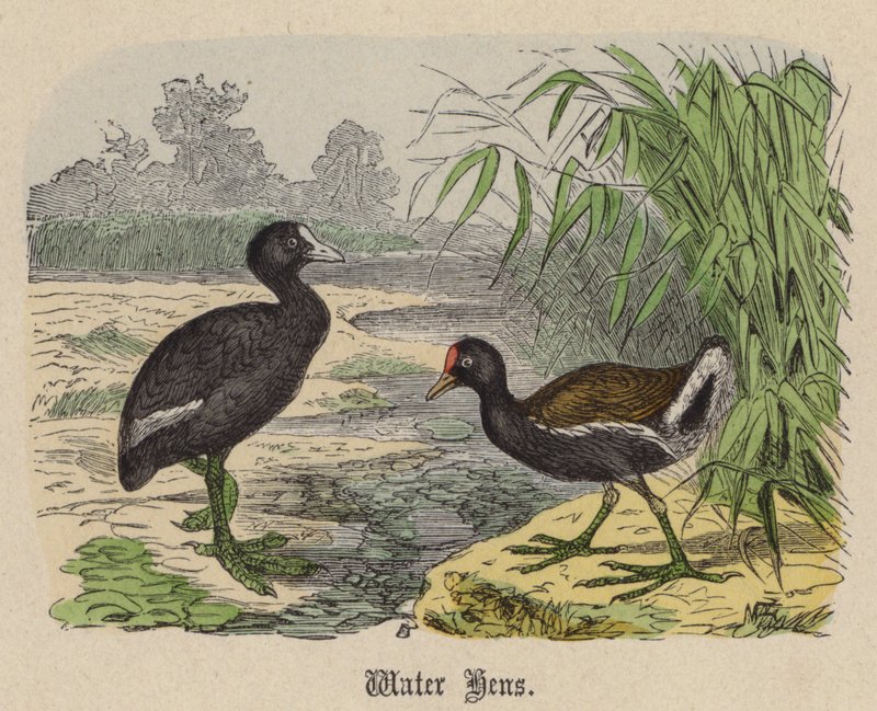 Waterhoentjes door Friedrich Specht