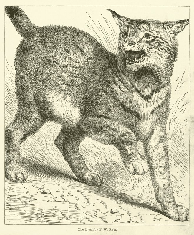 De Lynx door Friedrich Wilhelm Keyl