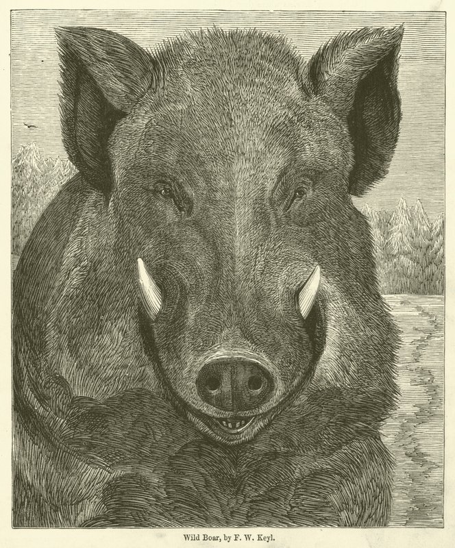 Wild Zwijn door Friedrich Wilhelm Keyl