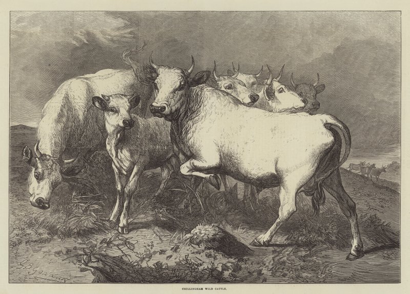 Chillingham wilde runderen door George Bouverie Goddard