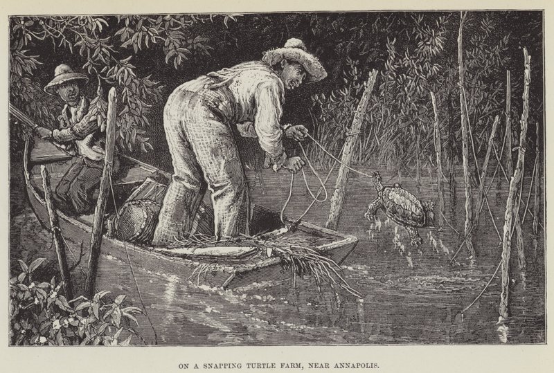 Op een bijtschildpaddenboerderij, nabij Annapolis door George Augustus Sala